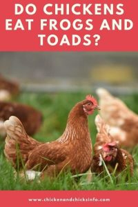 Do Chickens Have Brains? (Yes, But Not As You Think) - Chicken & Chicks ...