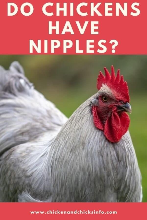 Do Chickens Have Nipples