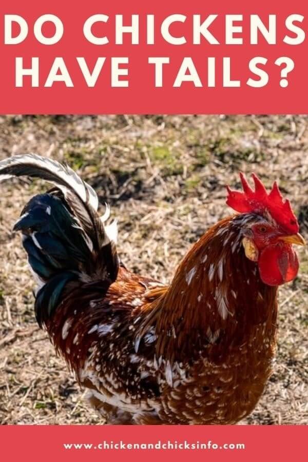 Do Chickens Have Tails? (+ What Their Tails Can Tell You) Chicken