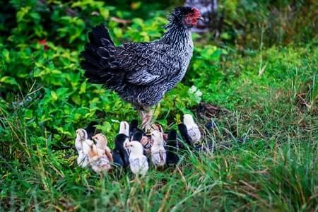 Do chickens feed their young crop milk
