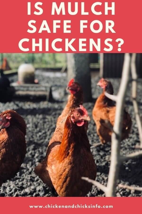 Is Mulch Safe For Chickens Depends What S In It Chicken Chicks Info Is Mulch Safe For Chickens Depends What S In It Chicken Chicks Info