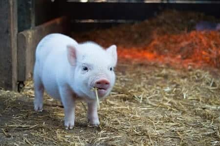 Precautions When Raising Pigs and Chickens Together