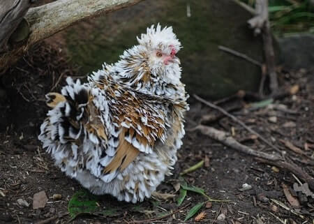 What Are Frizzle and Sizzle Showgirl Chickens