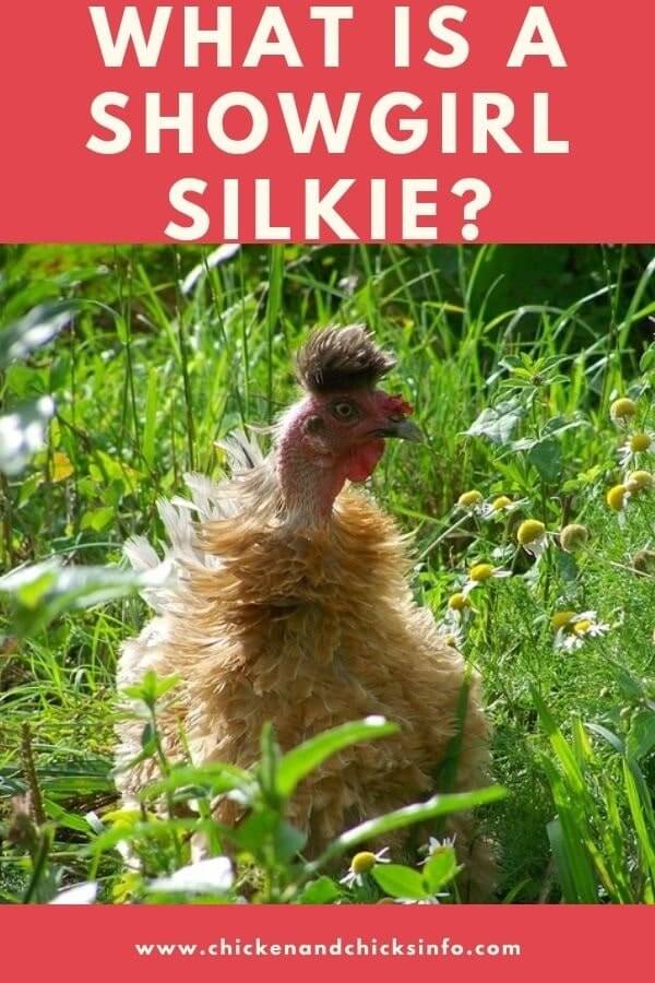 What Is a Showgirl Silkie