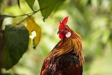 What To Do With Unwanted Roosters