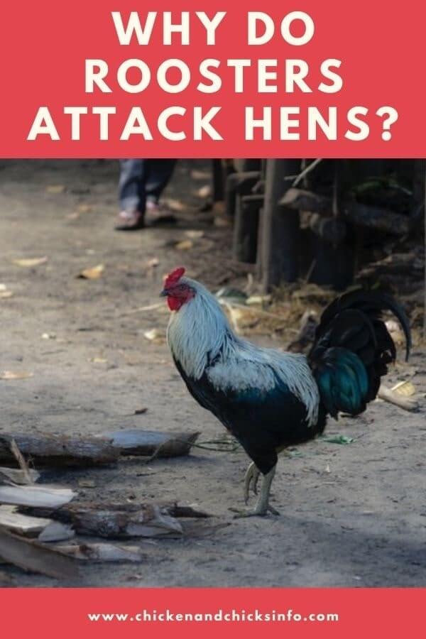 Why Do Roosters Attack Hens
