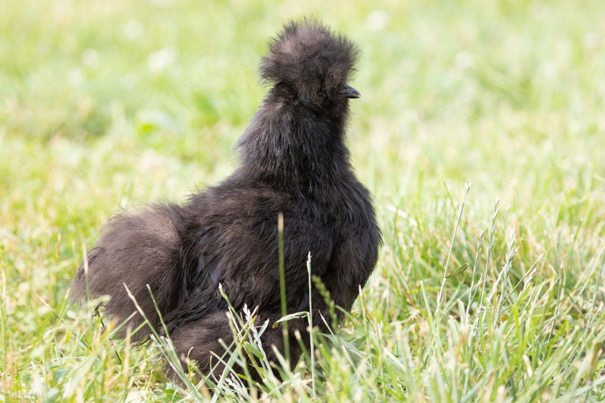 A black silkie chicken on a pasture.