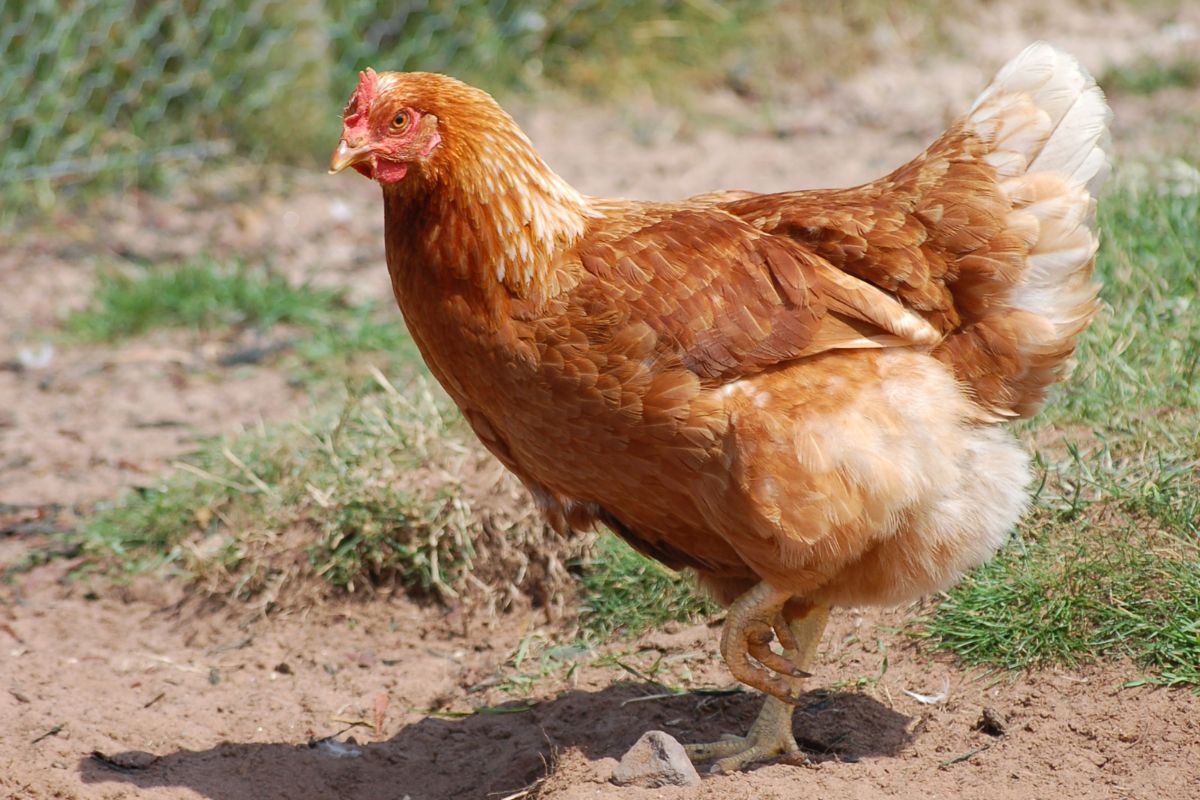 Free-range brown chicken in a backyard.