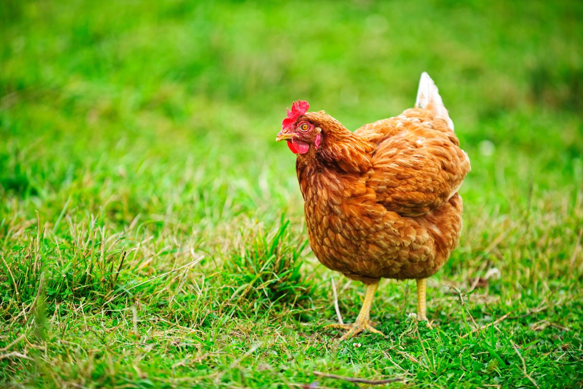 A brown chicken wandering on a green pasture.