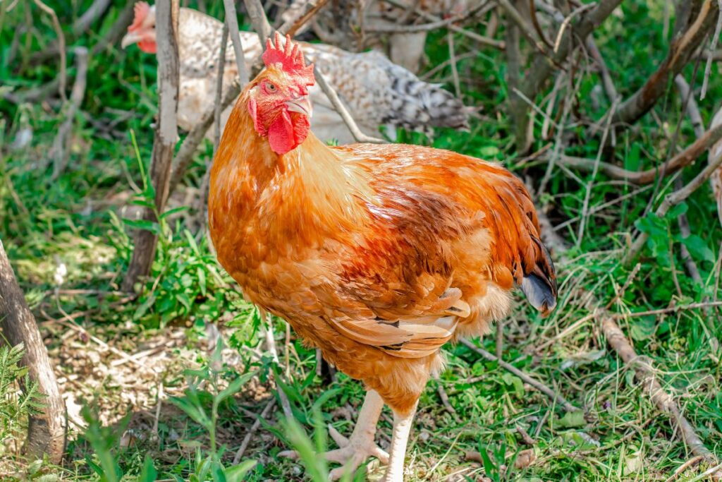 Do Chickens Have Brains? (Yes, But Not As You Think) - Chicken & Chicks ...