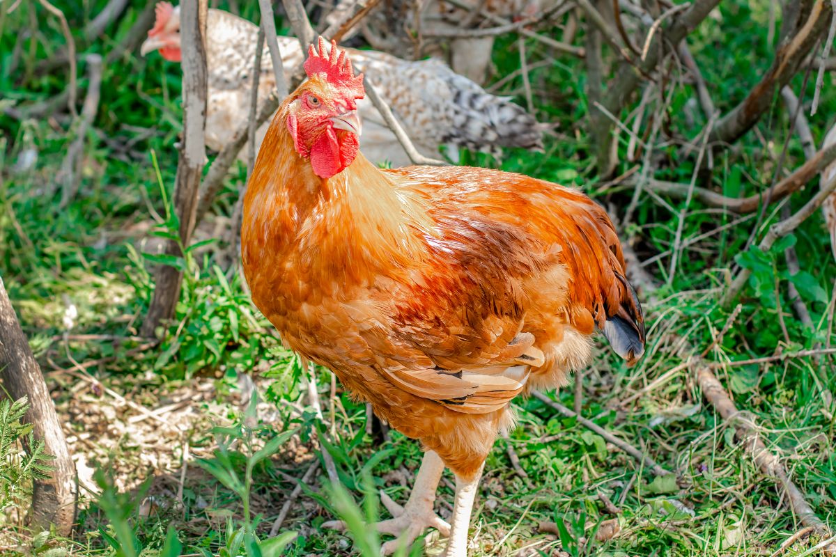 A brown chicken in a backyard on a sunny day.