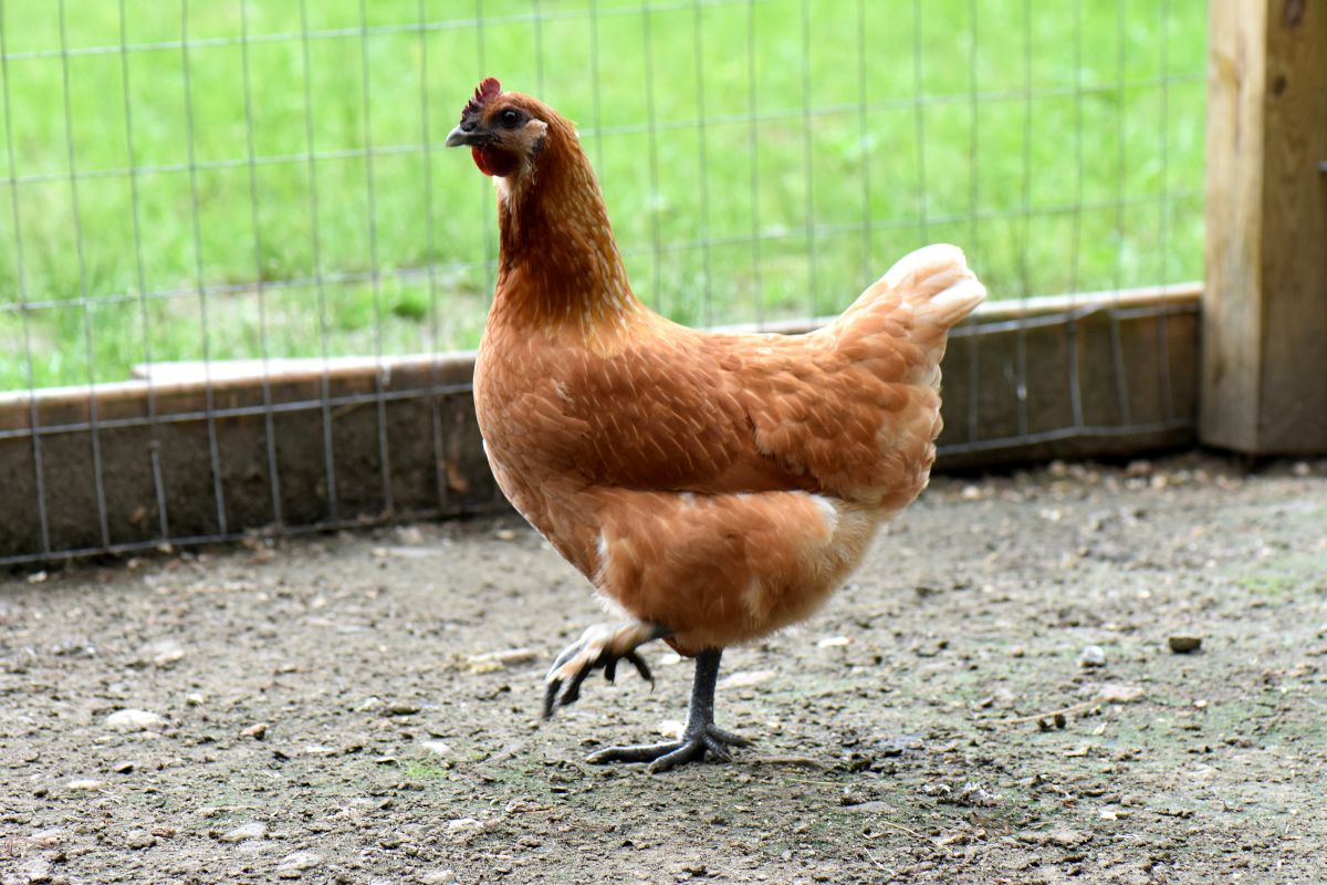 A brown chicken wandering in a backyard.