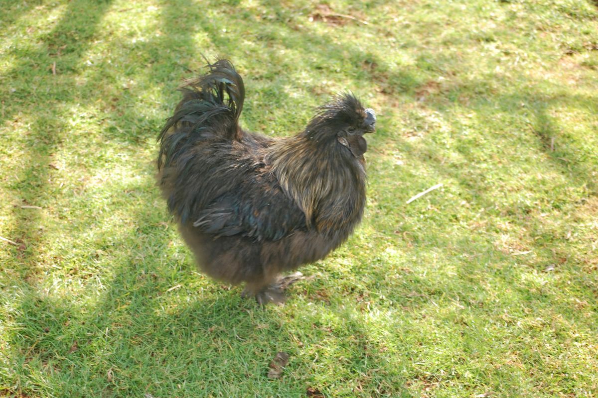 A brown silkie chicken in a backyard.