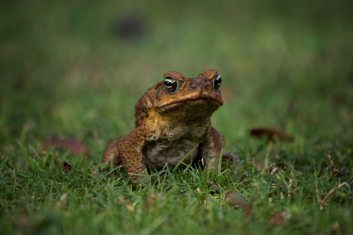 A brown toad on a green meadow.