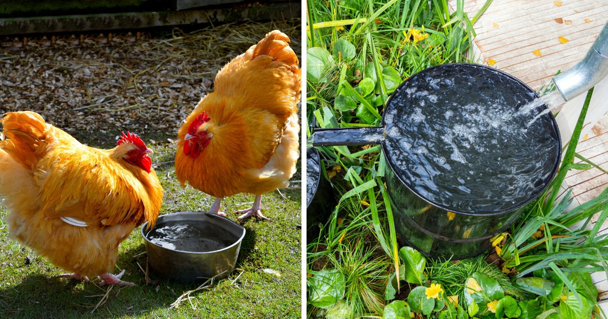 Can Chickens Drink Rain Water? Chicken & Chicks Info