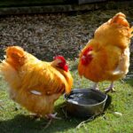 Two big brown chickens near a container with water in a backyard.