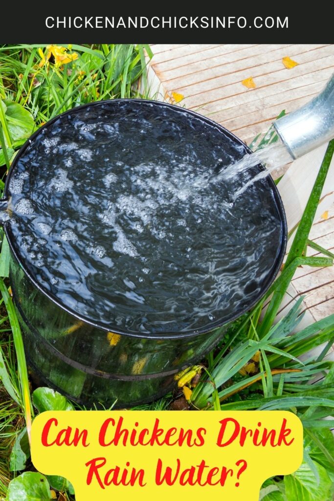 Can Chickens Drink Rain Water? Chicken & Chicks Info