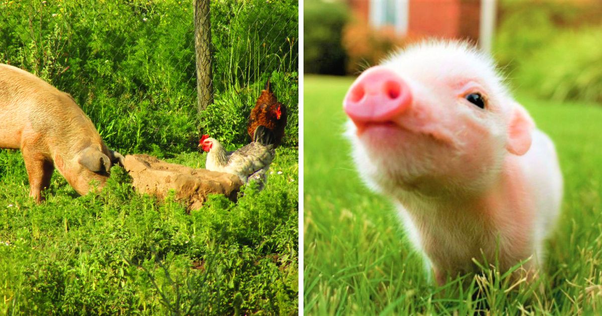 Can Pigs and Chickens Live Together? (Actually, Yes) - Chicken & Chicks ...