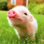 A cute piglet on green grass.