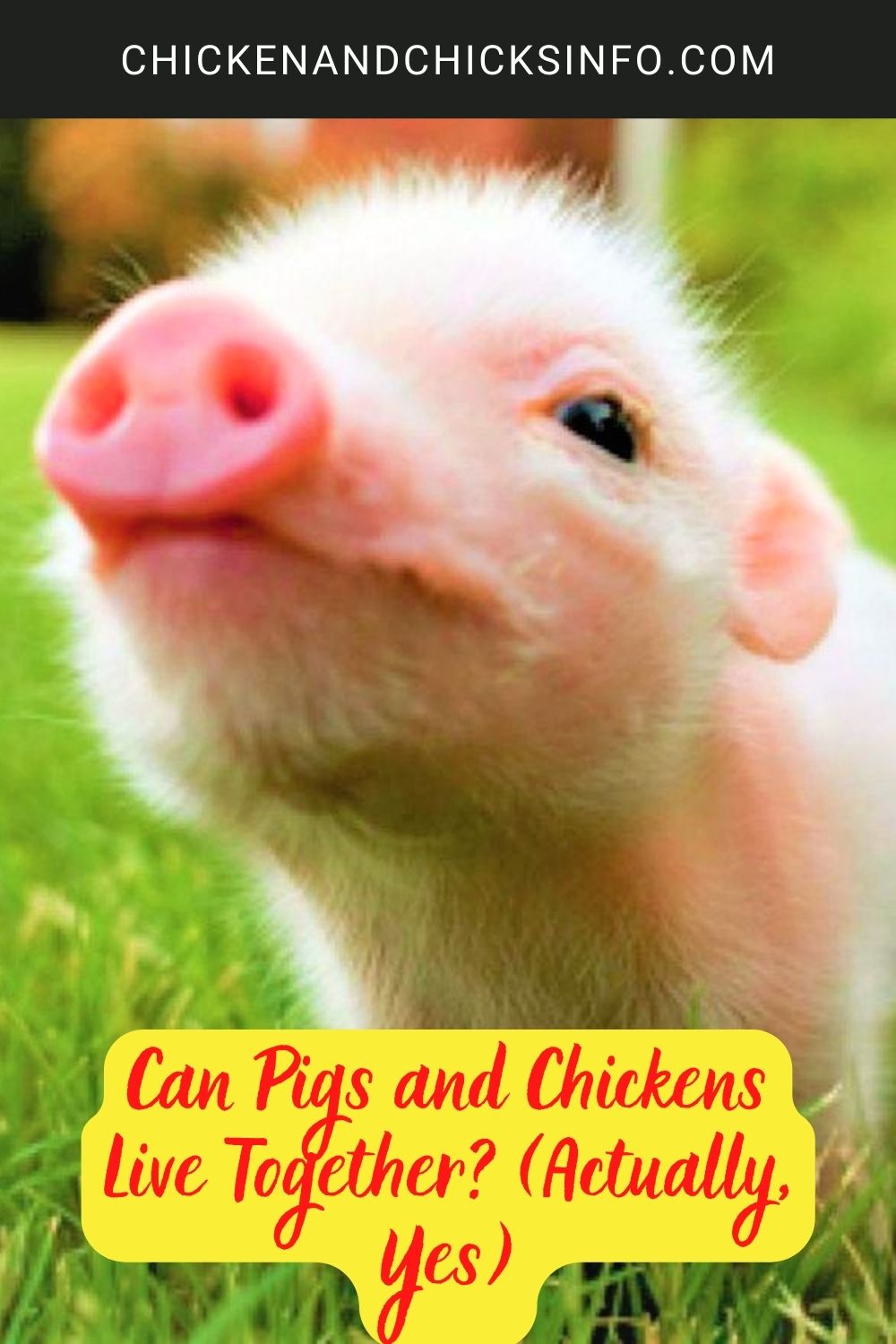 Can Pigs and Chickens Live Together? (Actually, Yes) poster.
