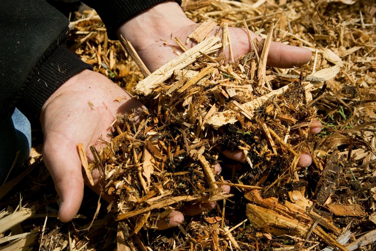 Cedar mulch picked up by hands.