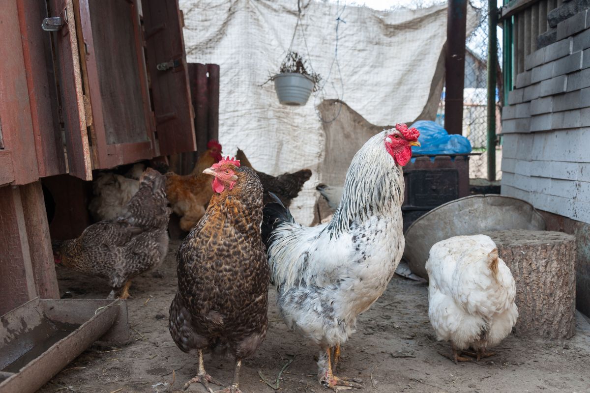 A bunch of chickens in a backyard next to a chicken coop.