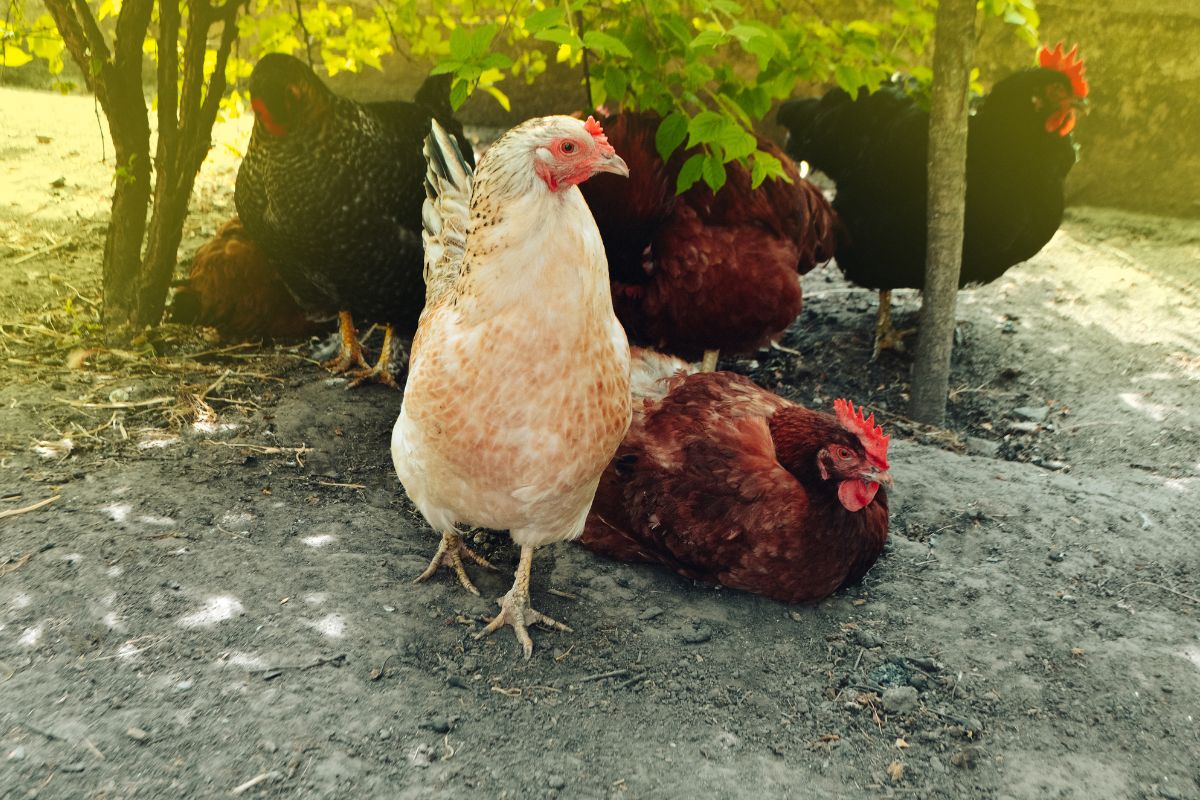 A chicken flock resting under a tree in a backyard.
