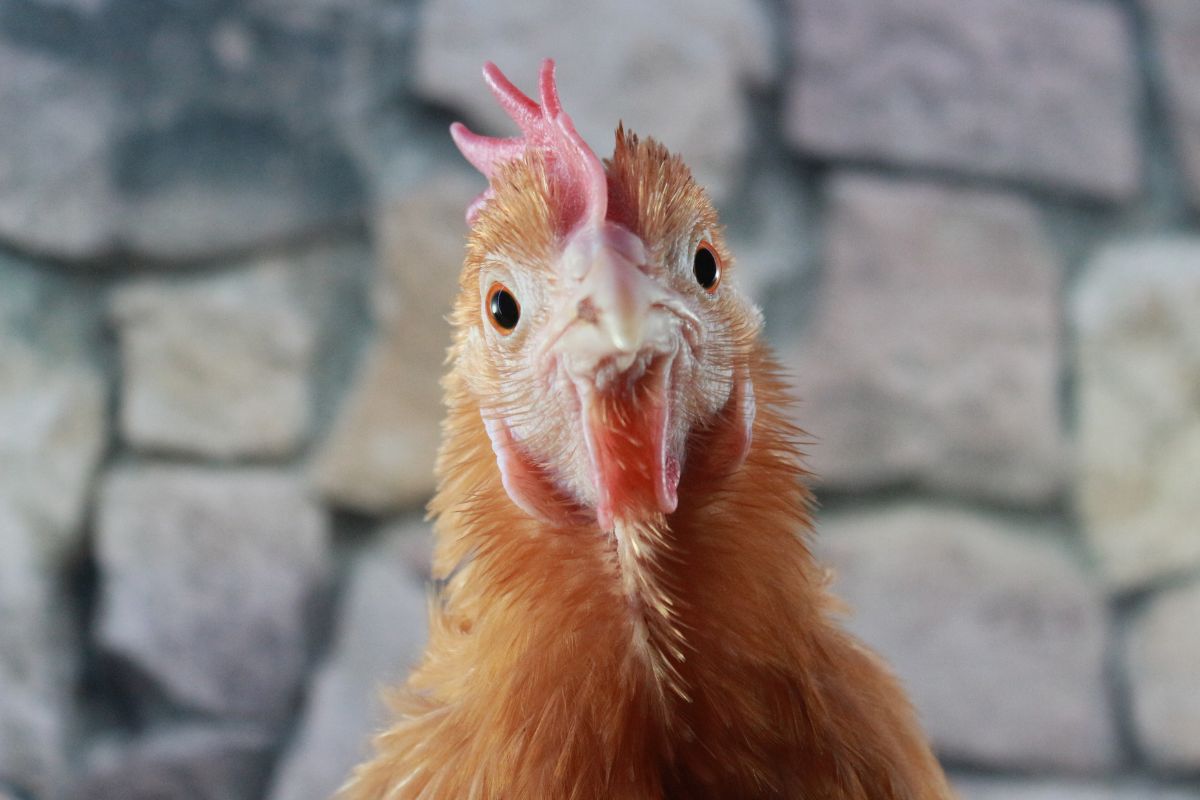 A close-up of a chicken head.