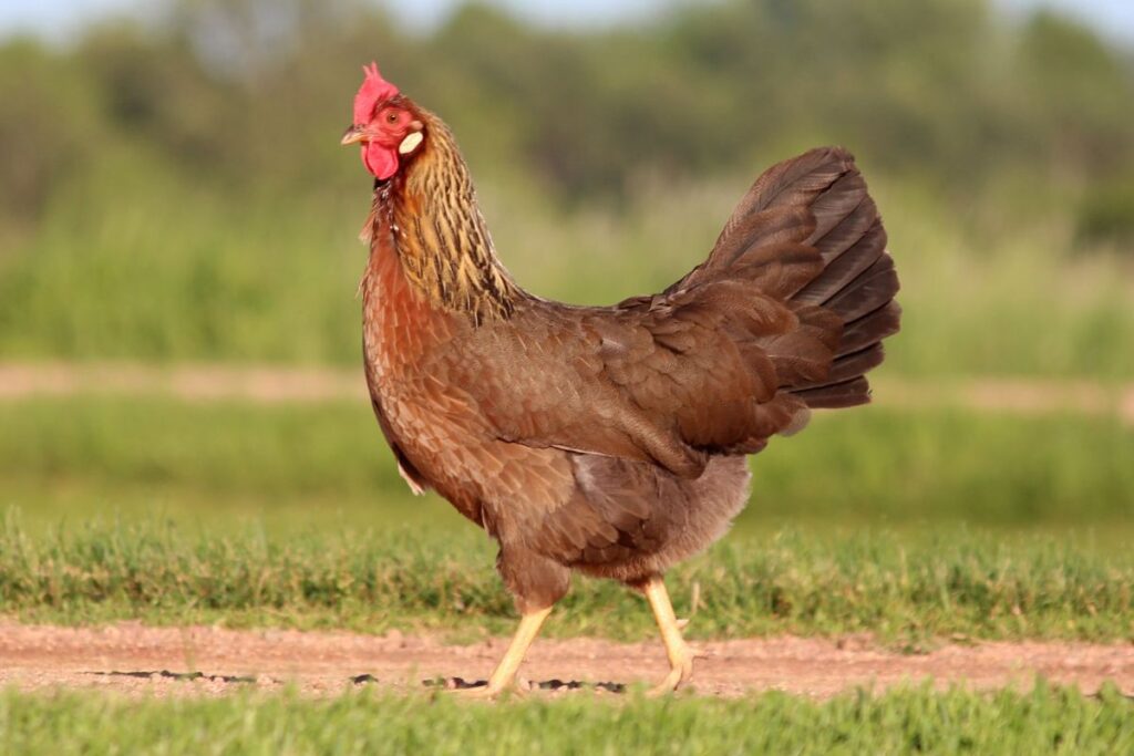 Do Chickens Have Tails? (+ What Their Tails Can Tell You) Chicken