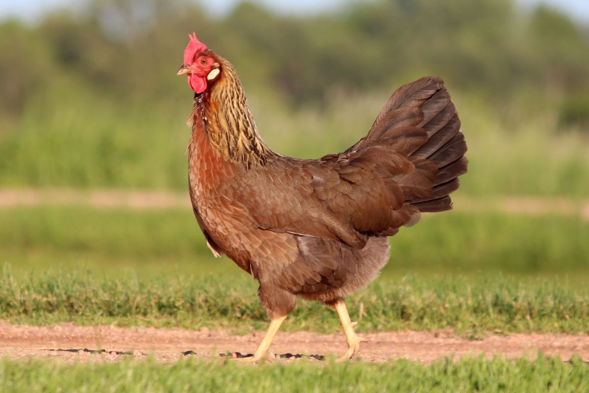 A brown chicken in a backyard on a sunny day.