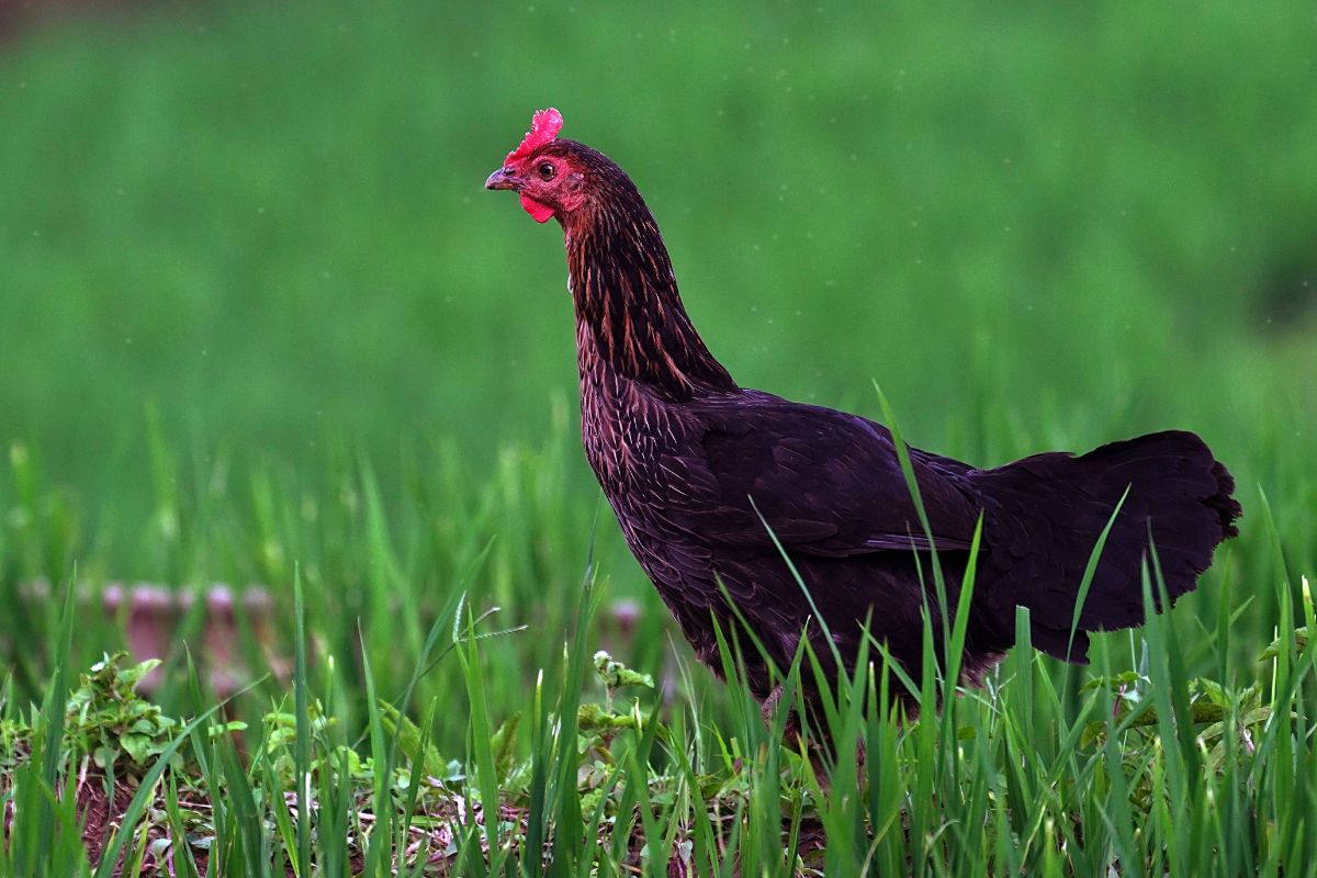 A black chicken with a tail down on a pasture.