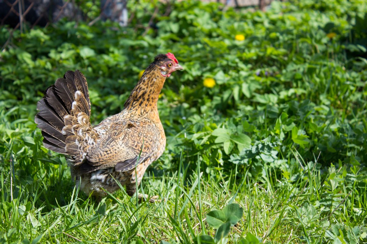 A brown chicken with a big tail in a backyard.
