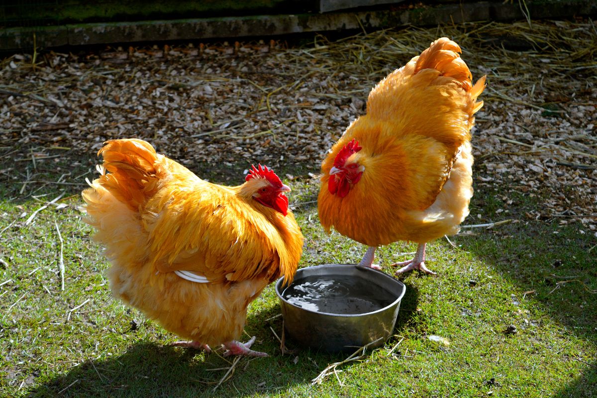 Two big brown chickens near water in a container in a backyard.