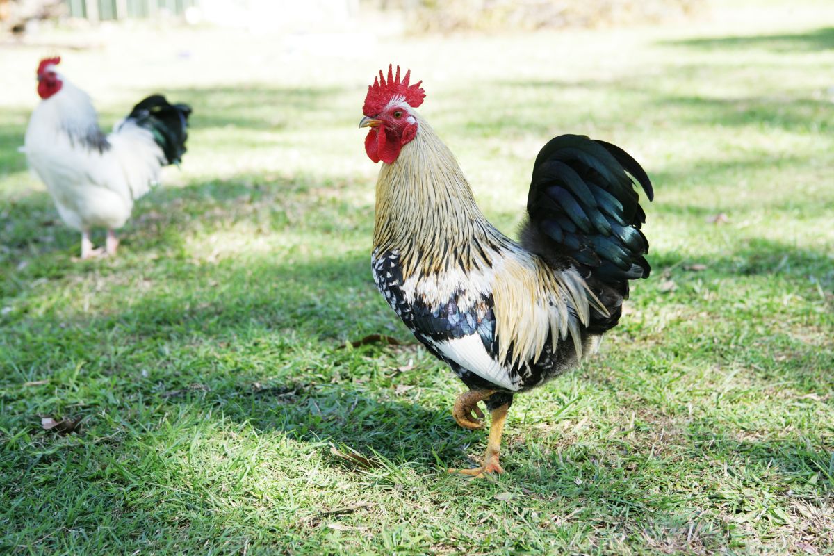 Colorful rooster with a chicken in a backyard pasture.