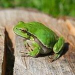 Green frog on a tree stump on a sunny day.