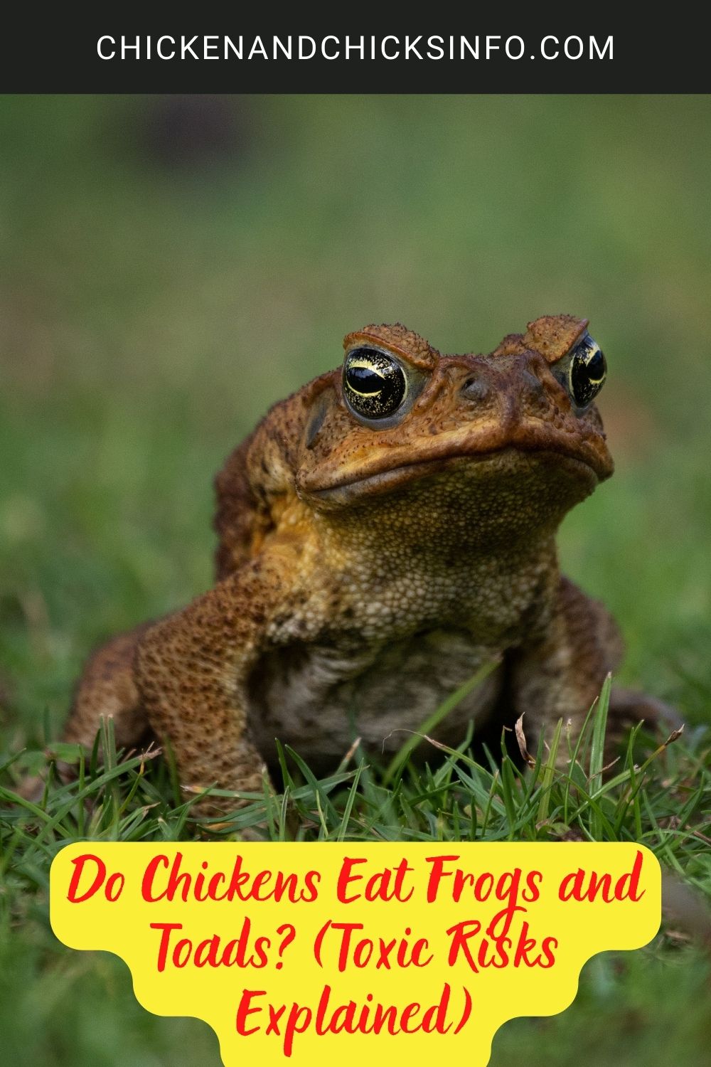 Do Chickens Eat Frogs and Toads? (Toxic Risks Explained) poster.
