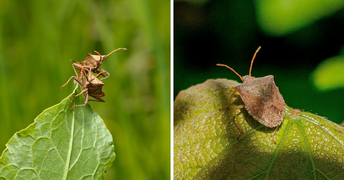 Do Chickens Eat Squash Bugs? (Most Do!) Chicken & Chicks Info