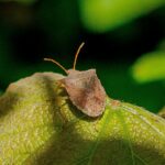 Brown squash bug on a green leaf.