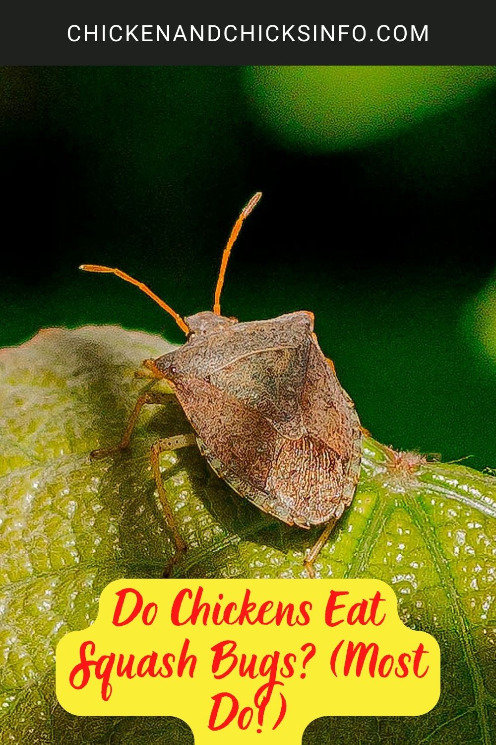 Do Chickens Eat Squash Bugs? (Most Do!) poster.
