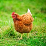 A brown chicken on a backyard pasture.