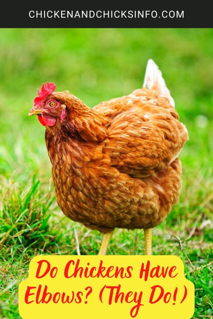 Do Chickens Have Elbows? (They Do!) - Chicken & Chicks Info