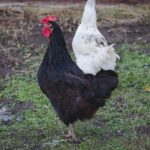 A black and a white chicken wandering in a backyard.