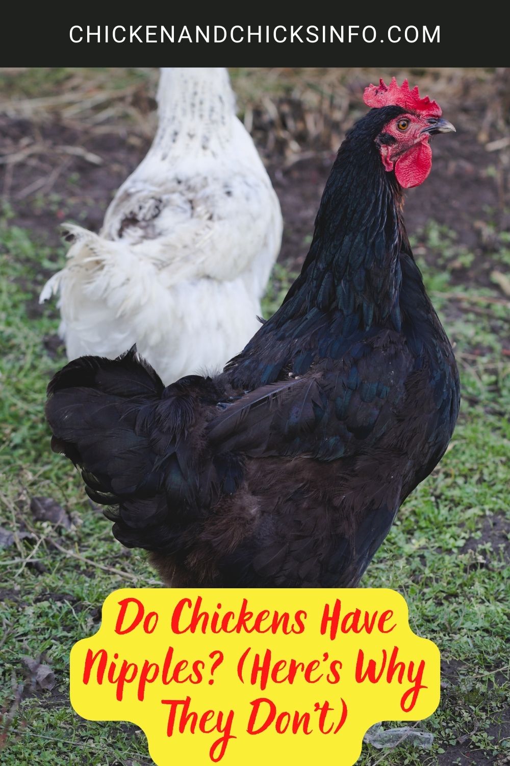 Do Chickens Have Nipples (Here's Why They Don't) poster.
