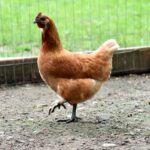 A brown chicken in a backyard.