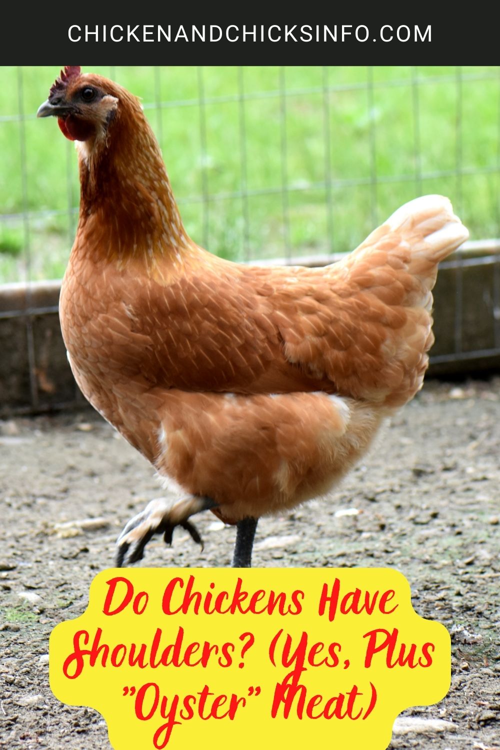 Do Chickens Have Shoulders? (Yes, Plus "Oyster" Meat) poster.
