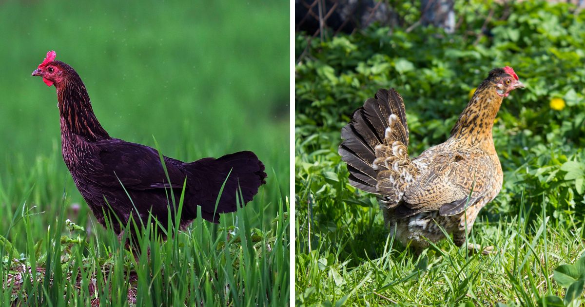 Do Chickens Have Tails? (+ What Their Tails Can Tell You) Chicken