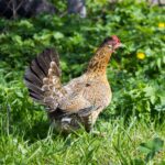 A brown chicken with a big tail in a backyard.