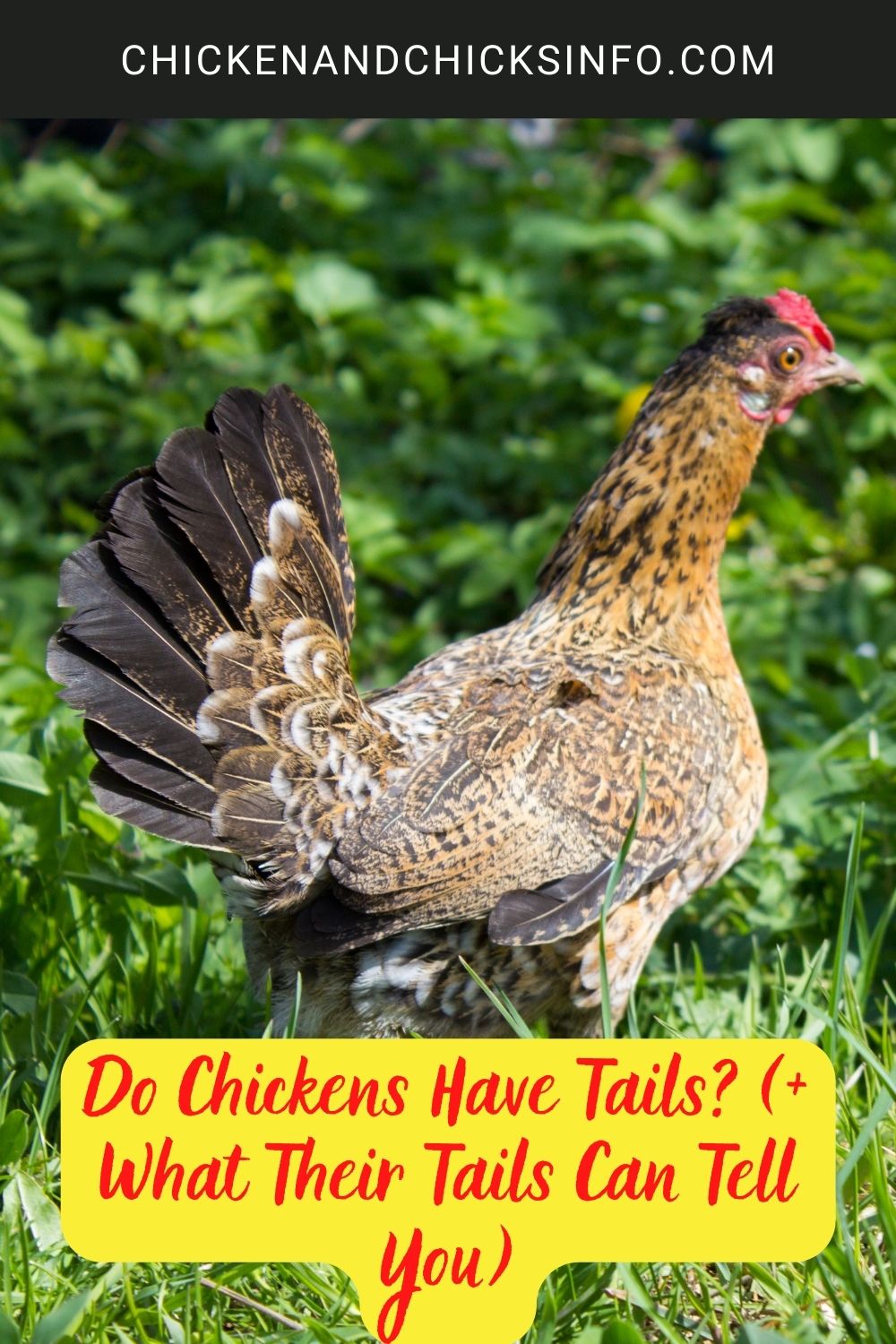 Do Chickens Have Tails? (+ What Their Tails Can Tell You) poster.
