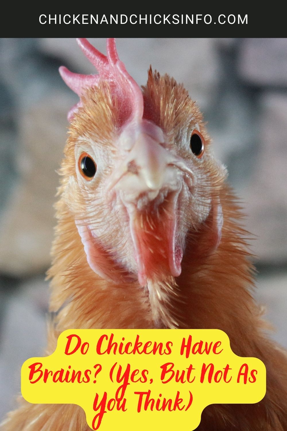 Do Chickens Have Brains? (Yes, But Not As You Think) poster.
