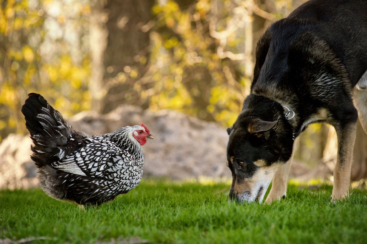 A gray chicken and a brown dog in a backyard.